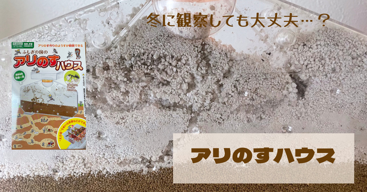 ありの巣観察 学研のアリのすハウスの使用レビュー 口コミは ていとうなび